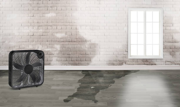 Best Water damage restoration near me  in Double Springs, AL