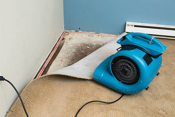 Best Water damage contractors near me  in Double Springs, AL